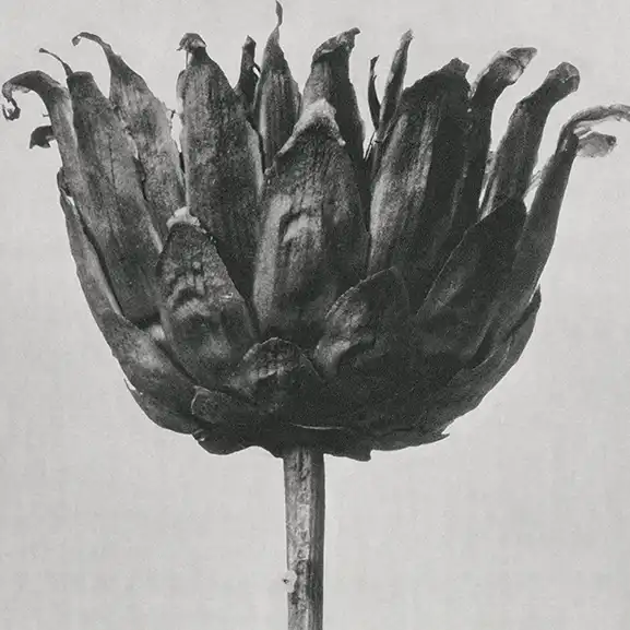 Fleur en noir et blanc